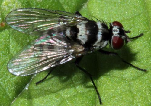 Réf. 330 427 : Limnophora obsignata